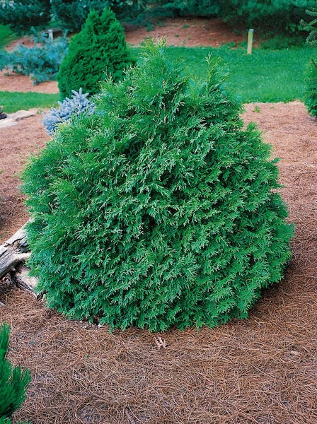 Thuja occidentalis 'Recurva Nana', Zwerg-Lebensbaum, 30–40 cm
