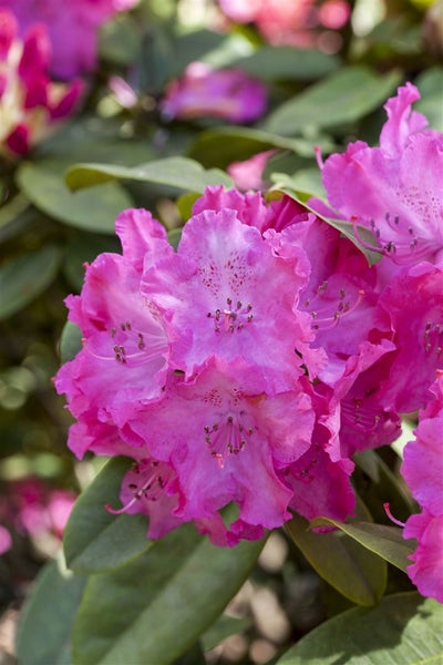 Rhododendron Hybr. 'Germania', Rhododendron, rosa, 40–50 cm