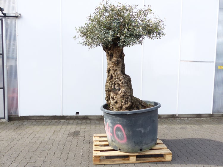 Olivenbäume mit knorrigen Stämmen in großen schwarzen Pflanztöpfen in einer Baumschule.