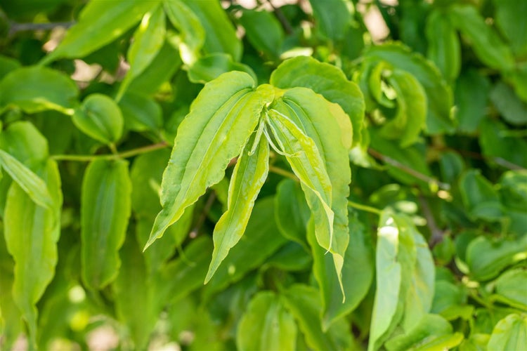 Nahaufnahme der Blätter eines Strauchs oder Baums im Garten