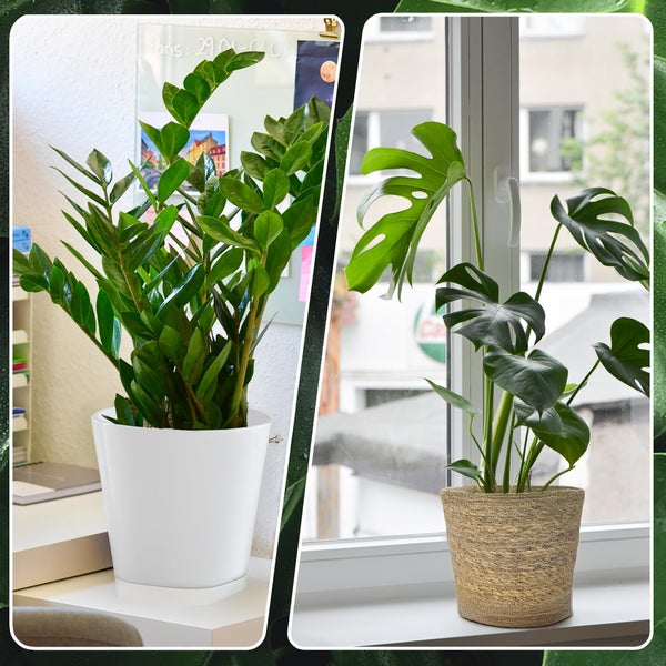 4er Zimmerpflanzen Set mit Übertöpfen – Bergpalme, Monstera, Philodendron Birkin, Glücksfeder – pflegeleicht, luftreinigend – Höhe 20–70 cm, Töpfe 10,5–17 cm