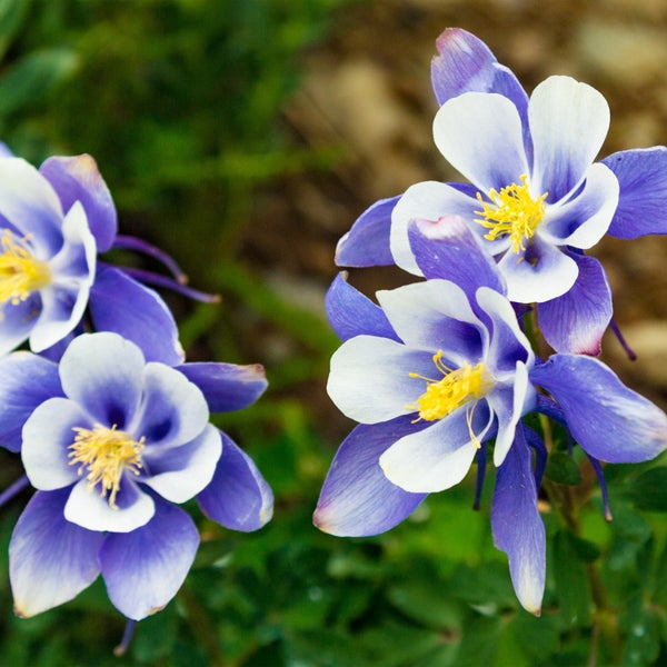 Nahaufnahme von Akelei-Blüten im Garten.