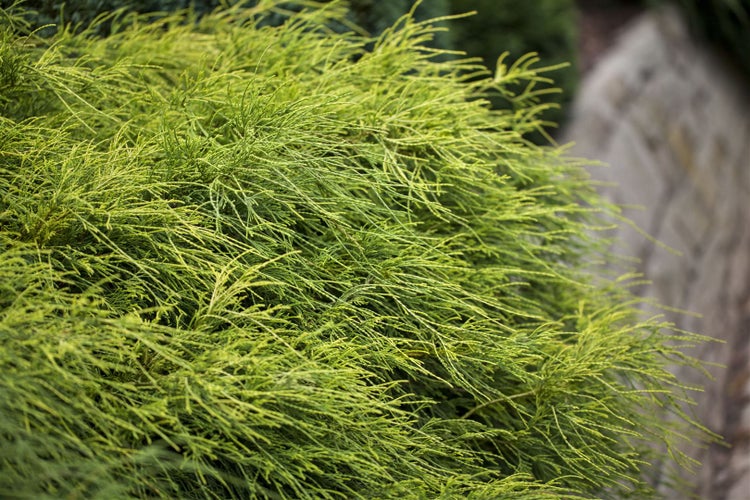 Chamaecyparis pisifera 'Filifera Nana', Zypresse, kompakt, 25–30 cm
