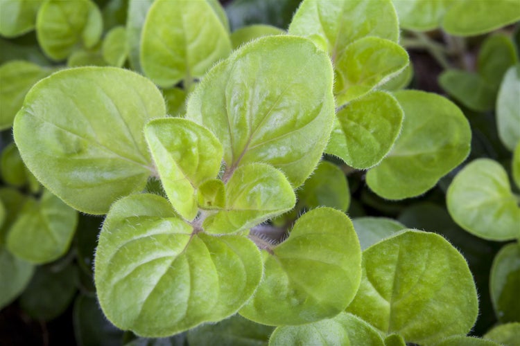 Nahaufnahme von Oregano Blättern