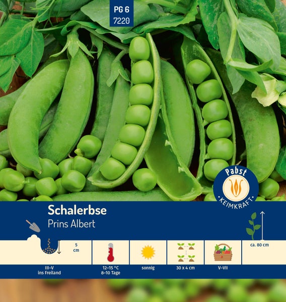 Schalerbse früh & hoch Prins Albert Samen von Pabst Keimkraft