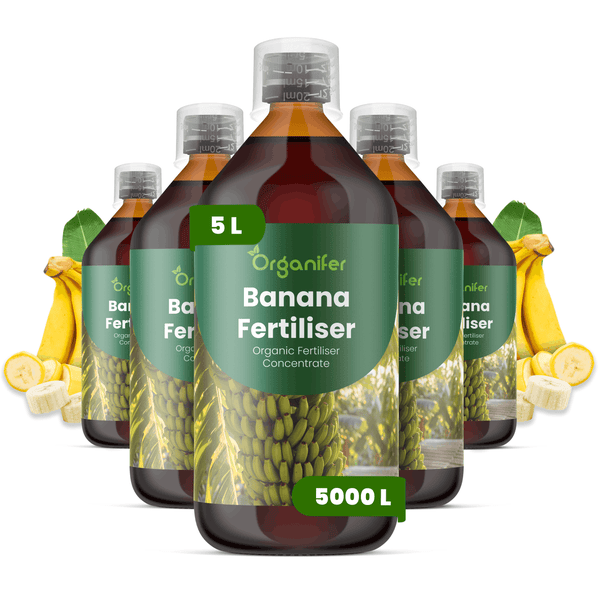Fünf Flaschen Organifer Bananendünger mit Organifer Logo, organisches Düngerkonzentrat, 5 Liter für 5000 Liter, mit Messkappe.
