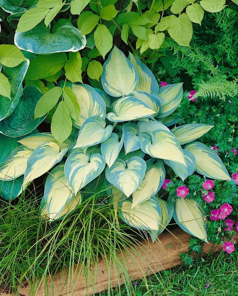 Hosta x tardiana 'June', Funkie, blaugrün-gelb, ca. 11x11 cm Topf