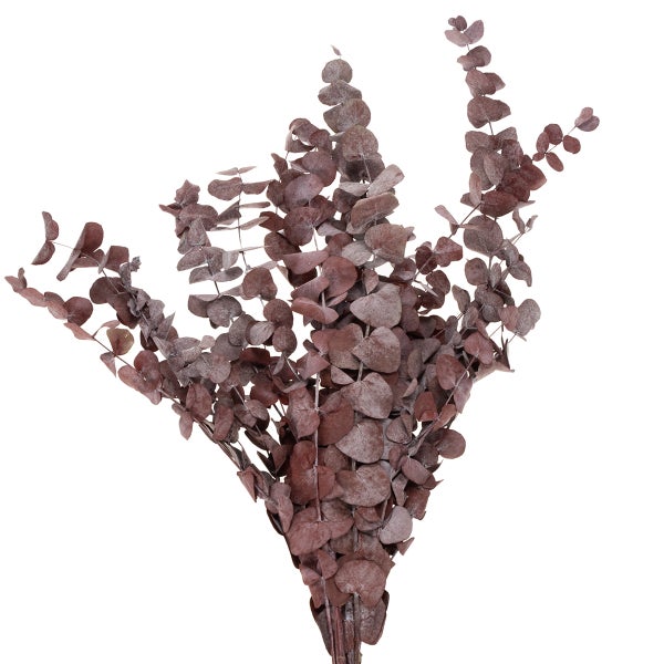 Getrockneter Eukalyptus Bund mit runden Blättern, Höhe 75 Zentimeter, Breite 20 Zentimeter.