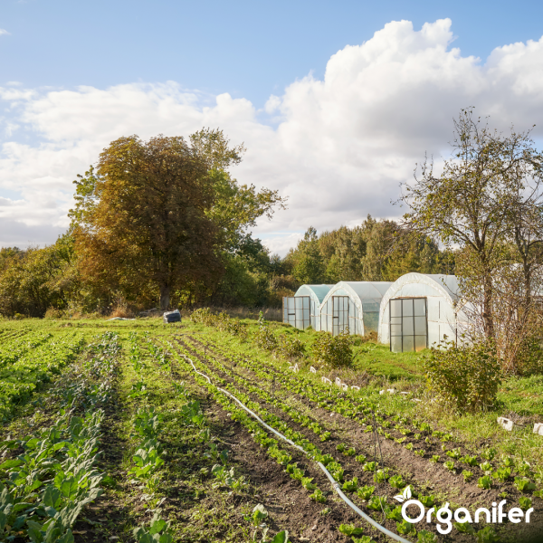 Ammoniumsulfatdünger (240 kg - 4800 m2) - Verbesserter Ernteertrag und Bodensäuregehalt - Organifer