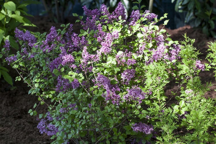Syringa meyeri 'Palibin', Zwergflieder, lila, 20–30 cm