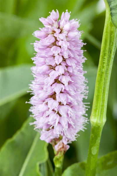 Bistorta officinalis 'Superba', Schlangenknöterich, rosa Blüten, ca. 11x11 cm Topf
