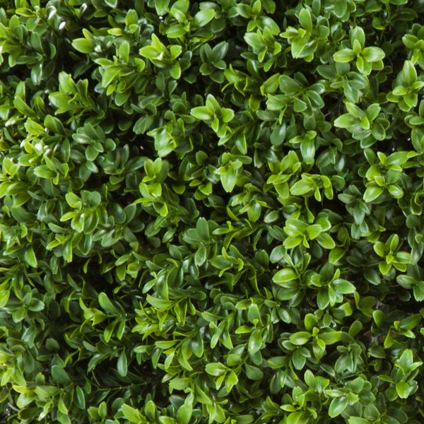 Künstliche Buchsbaum-Hecke zur Wandverkleidung oder als Sichtschutz.
