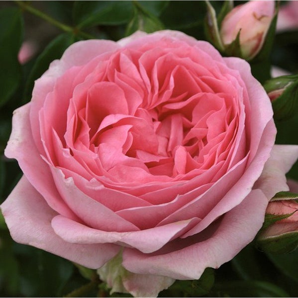 Nahaufnahme einer gefüllten Rose