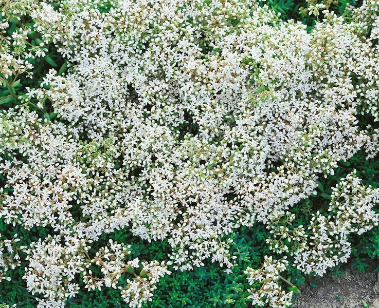 Sedum album, weißblühend, ca. 9x9 cm Topf