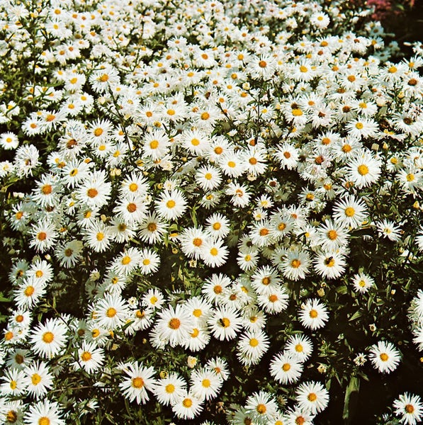 Aster novi-belgii 'Schneeberg', Herbstaster, weiß, ca. 9x9 cm Topf