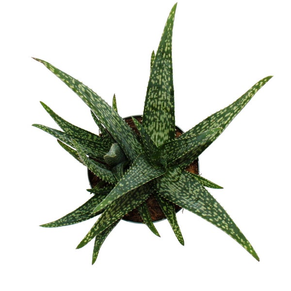 Aloe MEDIVERA Meridian - Neue Aloe vera Züchtung - 14cm Topf - ca. 30cm hoch