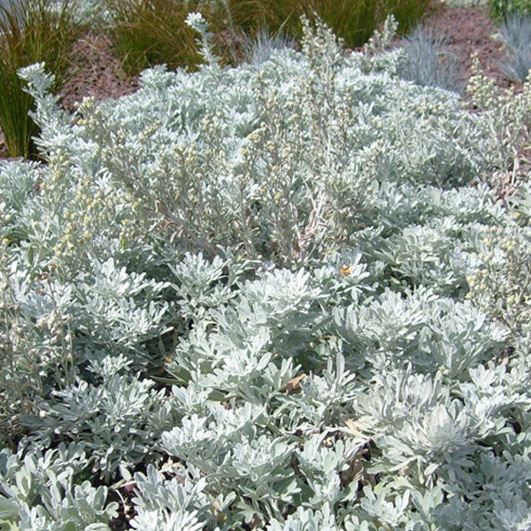 Silberblatt-Pflanze im Gartenbeet
