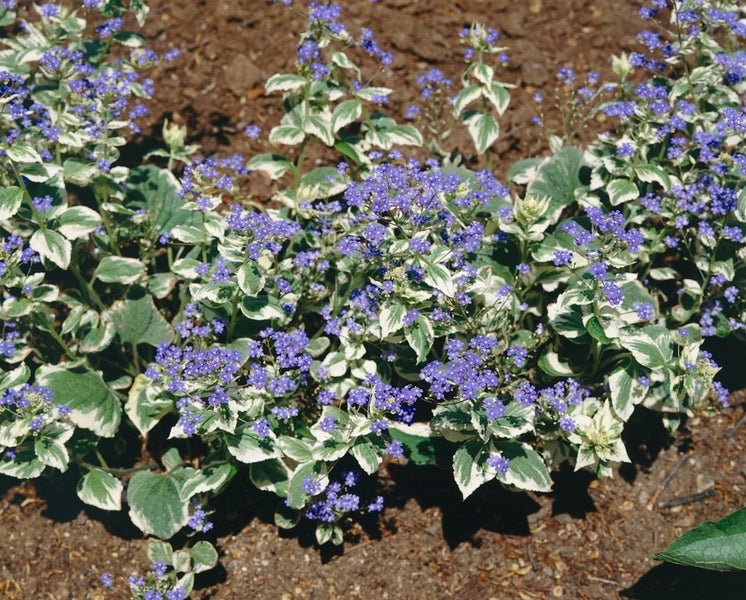 Brunnera macrophylla 'Hadspen Cream', Kaukasusvergissmeinnicht, ca. 11x11 cm Topf