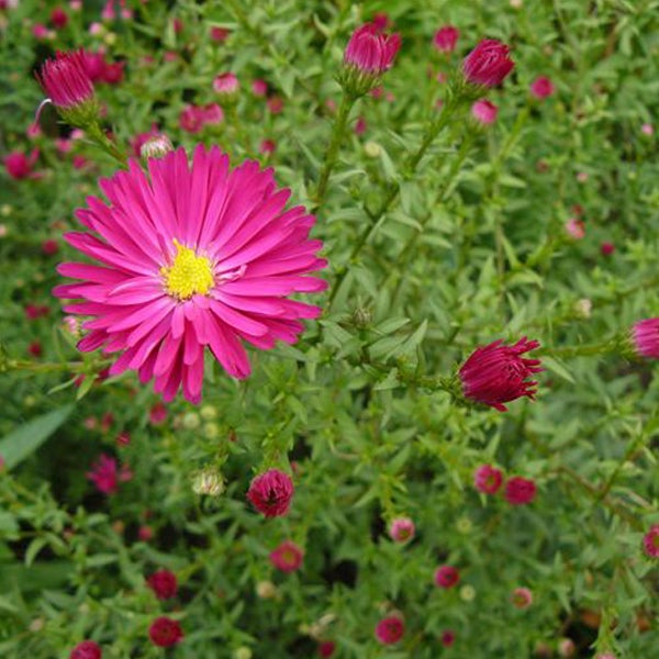 Nahaufnahme einer purpurfarbenen Glattblatt-Aster mit gelber Mitte