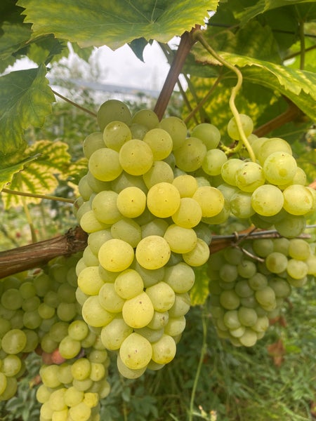 Trauben an einer Weinrebe im Weinberg mit grünen Blättern.