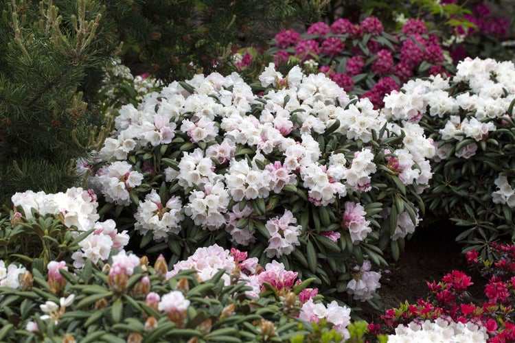 Rhododendron yakushimanum 'Koichiro Wada', weiß, 30–40 cm