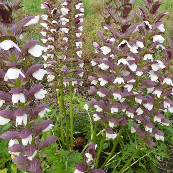 Nahaufnahme von Bärenklau Pflanzen im Garten.