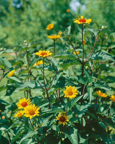 Gelbe Sonnenbraut-Blüten im Garten.