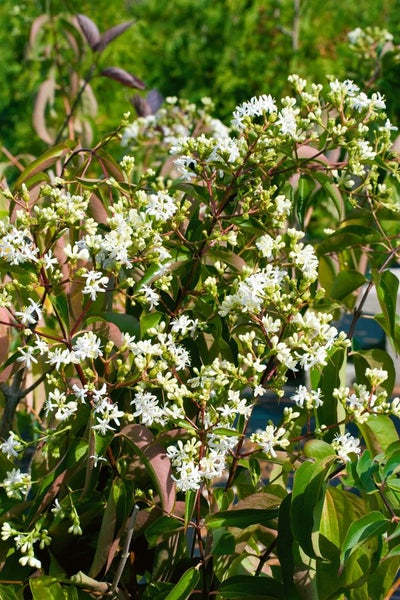 Blühender Hartriegel Strauch mit vielen kleinen weißen Blüten und grünen Blättern im Garten