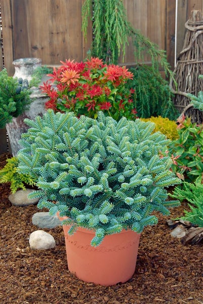 Abies koreana 'Blue Emperor', Koreanische Tanne, blau, 80–100 cm