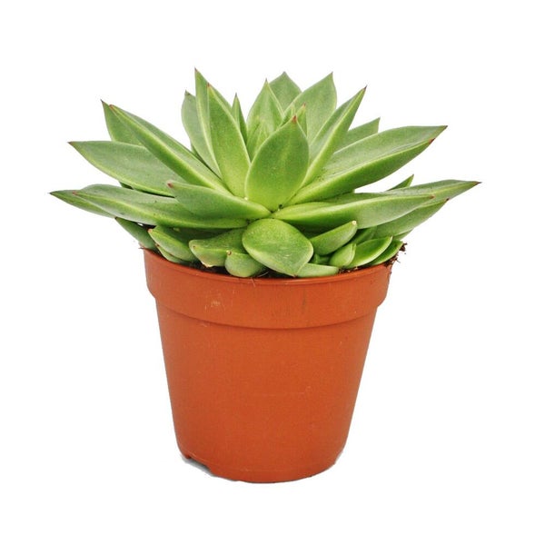 Grüne Sukkulente Echeveria im terracottafarbenen Kunststofftopf.