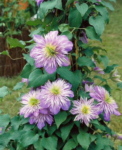 Clematis Hybride 'Crystal Fountain', Klematis, blau, 60–100 cm