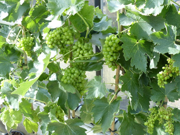 Vitis Vinifera helle Traube 110-120 cm knorrige Weinrebe Weinstock Weintraube