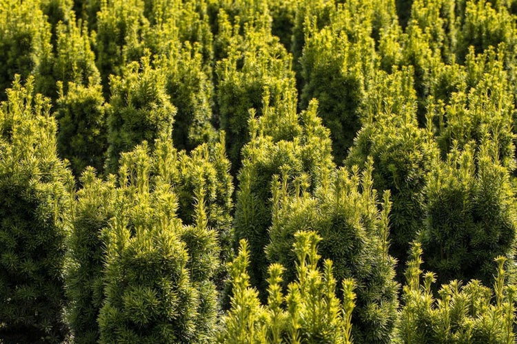 Nahaufnahme von vielen Eiben im Garten.