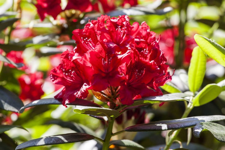 Rhododendron Hybr. 'Karl Naue', Rhododendron, 30–40 cm, rosa Blüten