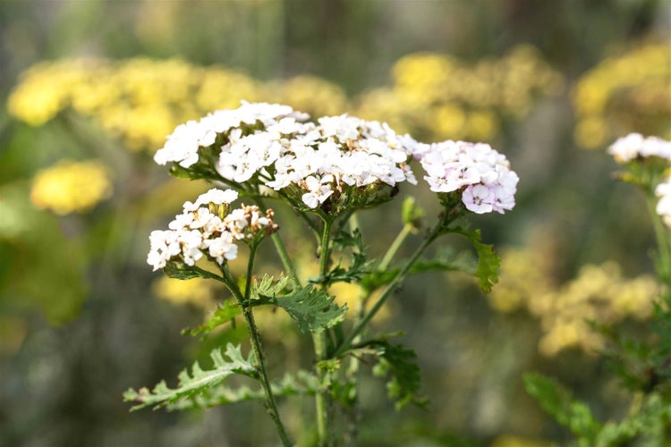 Achillea millefolium 'White Beauty', Schafgarbe, weiß, ca. 9x9 cm Topf