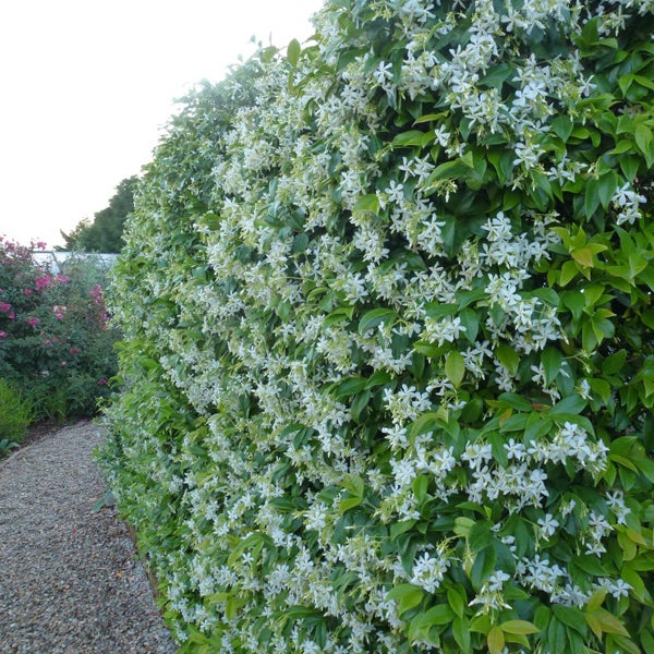Im Bild ist eine blühende Hecke mit Jasminblüten zu sehen, die einen Gartenweg säumt.