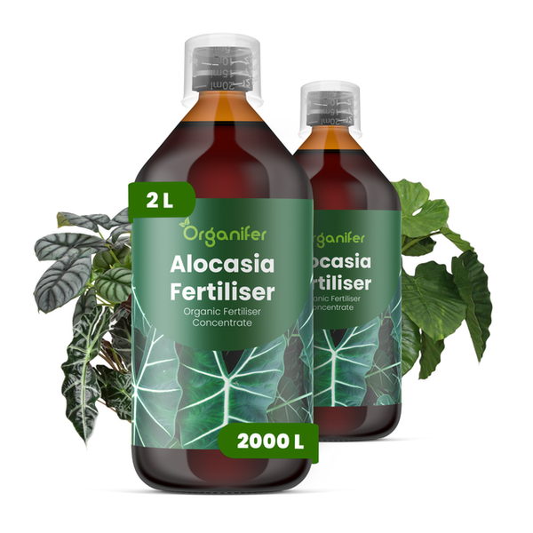 Organifer Alocasia Dünger, organisches Düngerkonzentrat in zwei 2-Liter-Flaschen für Alocasia-Pflanzen.