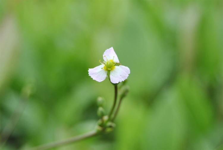Sagittaria sagittifolia ssp. sagittifolia, Pfeilkraut, ca. 9x9 cm Topf