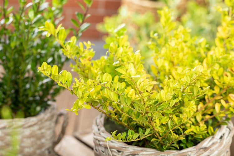 Ilex crenata 'Golden Gem', Japanische Stechpalme, goldgelb, 20–30 cm