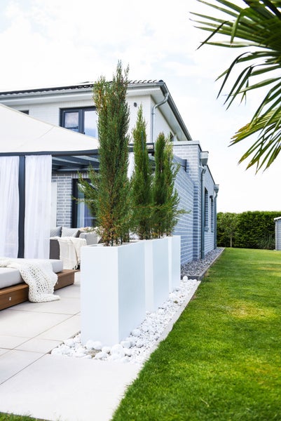 Drei weiße, rechteckige Pflanzkübel mit hohen Nadelbäumen auf einer modernen Terrasse neben einer Rasenfläche.