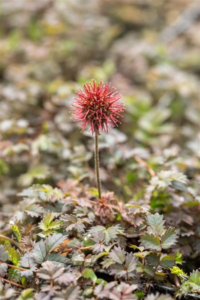 Acaena microphylla 'Kupferteppich', kupferfarben, ca. 9x9 cm Topf