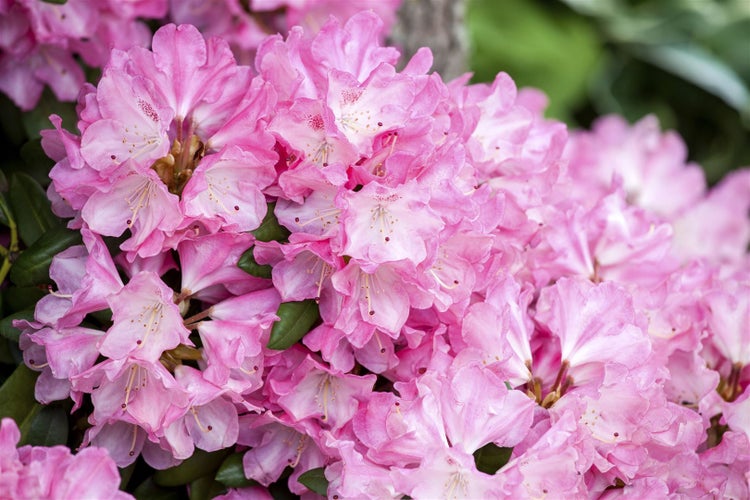 Nahaufnahme von rosa Rhododendronblüten mit grünen Blättern