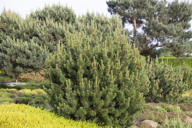 Pinus mugo 'Pumilio', Bergkiefer, kompakt, 40–50 cm