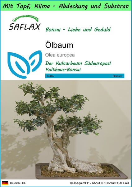 SAFLAX Garden to go - Ölbaum - Olea europea - 20 Samen - Mit Topf, Klima - Deckel und Anzuchtsubstrat