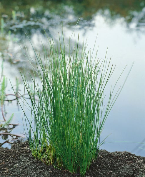 Eleocharis palustris, Sumpfbinsen, ca. 9x9 cm Topf