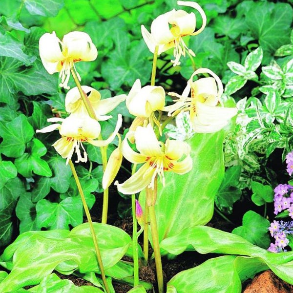 Gruppe von Hundszahn Pflanzen im Garten.