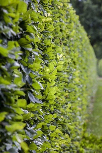 Eine dicht gewachsene Hainbuchenhecke im Garten als natürlicher Sichtschutz.