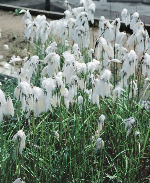 Eriophorum angustifolium, Wollgras, ca. 9x9 cm Topf
