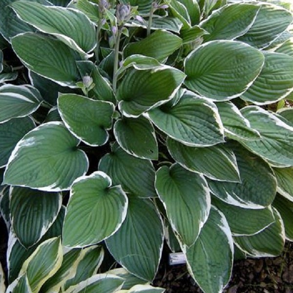 Funkienpflanze mit gestreiften Blättern im Garten