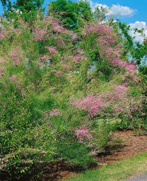 Tamarix ramosissima, Rosaroter Sommerflieder, 60–100 cm